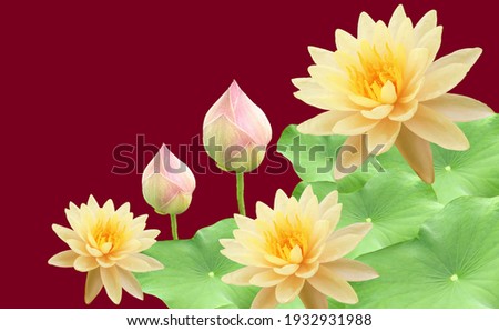 Top veiw, White lotus flowers bloom on green leaves and purple waterlily bud isolated darker red background, floral spring summer