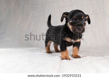 Brown with black Jack Russell Terrier dog puppy. Is looking curiously, seen from the side. Cream colored background. Focus on eyes.