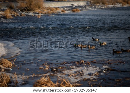 Ducks swim on the river in winter