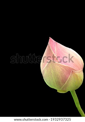 Closeup ,purple waterlily bud isolated on black background for stock photo or illustration, summer flowers