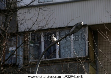 pigeon sitting on a street lamp