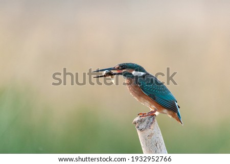Bird kingfisher Alcedo atthis sitting on a stick with a fish in its beak.