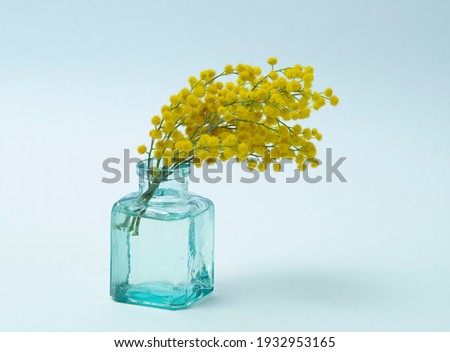 Bright yellow mimosa flowers in an old bottle. Soft blue background.The use of flowering plants in perfumery.Copy space.
