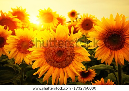  Sunflowers field and beautiful sunset