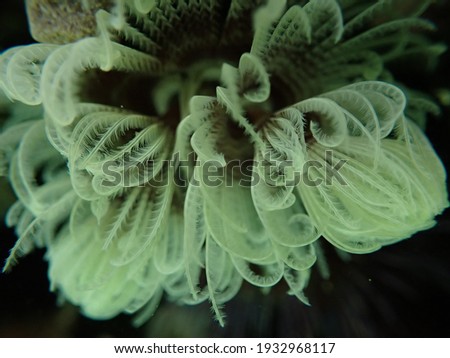 Pale feather duster worm found in a tidal pool.