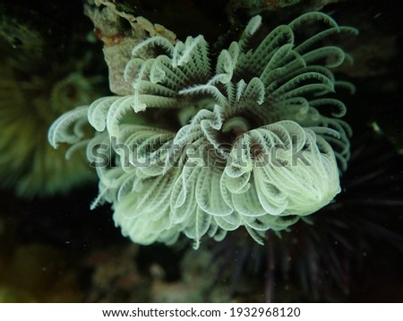 Pale feather duster worm found in a tidal pool.