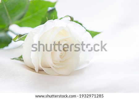 one white rose on a light background
