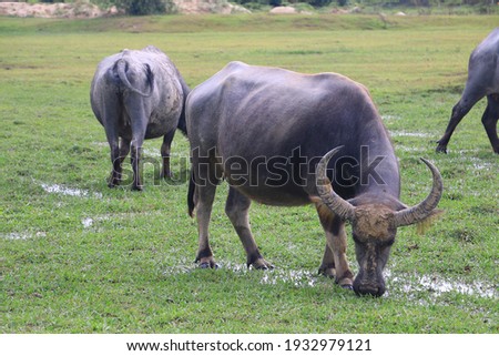 Pictures of buffalo in farm