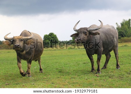 Pictures of buffalo in farm