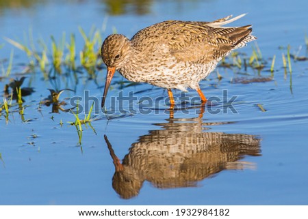 Tringa totanus Redshank wader walking and foraging in shallow blue water with reflection of the bird mirroring in the water while he is hunting for food with movement in the water