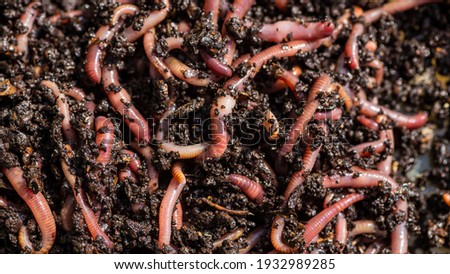 Many living earthworms for fishing in the soil, background