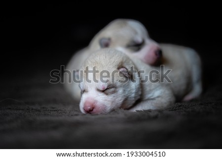 Dog photography - Siberian husky puppy portrait