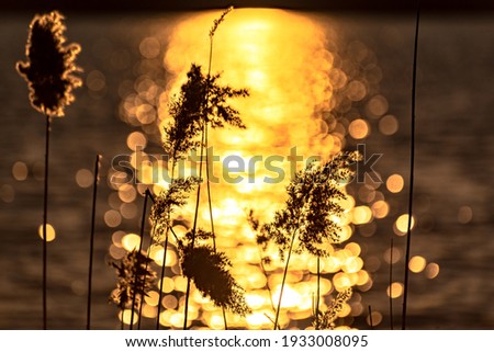 Fluffy reed seeds at sunset background