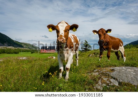 Calves in farmland, Northern Norway, coastal agriculture Royalty-Free Stock Photo #1933011185