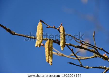 Hazel catkins, a beautiful sign in early springtime