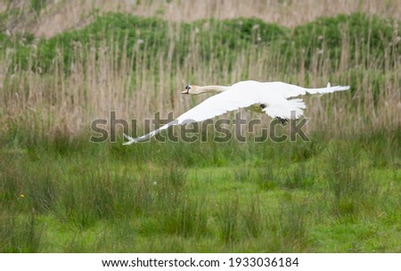 Mute swan flying very low over the marshes in norfolk.