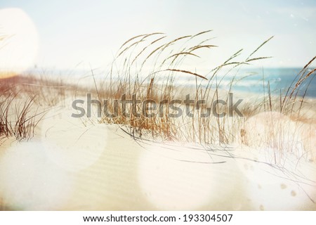 Dune Grasses on the beach Royalty-Free Stock Photo #193304507
