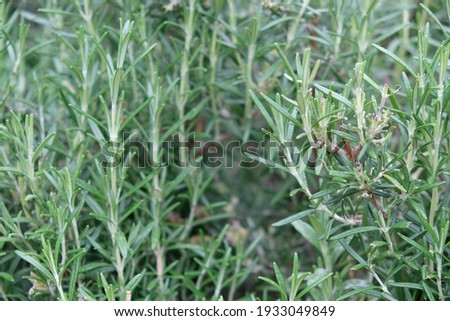 rosemary grows in the bed