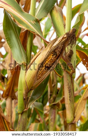 Corn cob with pest on plantation