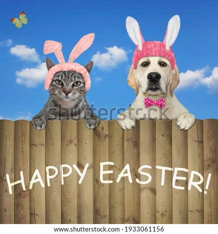 A gray cat with a dog labrador in pink easter bunny ears are sitting on a wooden fence. White background. Isolated.