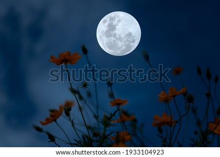 Full moon with cosmos flowers silhouette in the night.