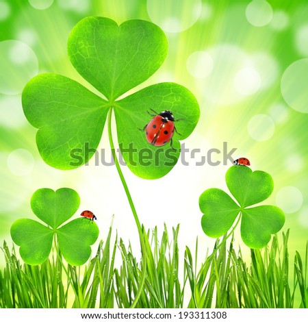 Fresh dewy green grass with clover leaf and ladybugs