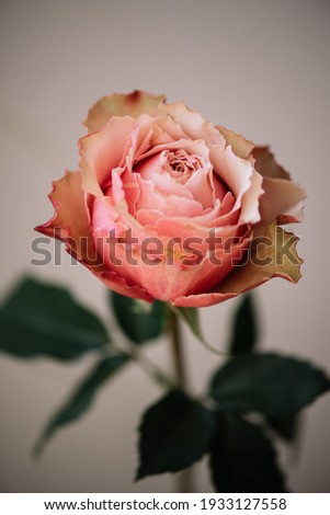 Beautiful single tender peach coloured rose flower on the grey wall background, close up view