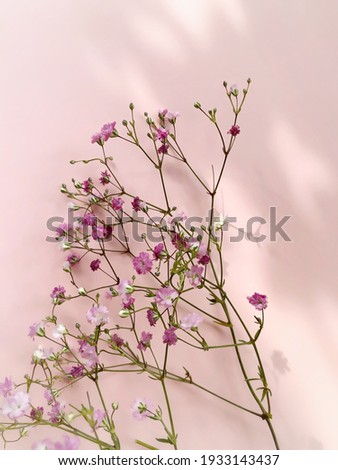 Composition with cute pastel little pink dried flowers on the light pink background. Mothers day, Valentines Day, Easter, Birthday celebration concept.Close up. Space for text. Vertical image