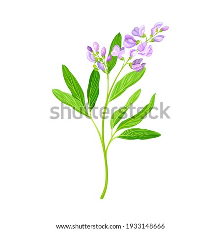 Lucerne or Alfalfa Plant Having Elongated Leaves and Clusters of Small Purple Flowers Vector Illustration Royalty-Free Stock Photo #1933148666