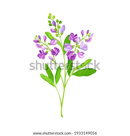 Lucerne or Alfalfa Plant Having Elongated Leaves and Clusters of Small Purple Flowers Vector Illustration Royalty-Free Stock Photo #1933149056