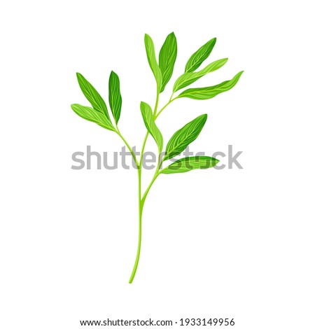 Green Branch of Alfalfa or Lucerne Healing Plant with Elongated Leaves Vector Illustration Royalty-Free Stock Photo #1933149956