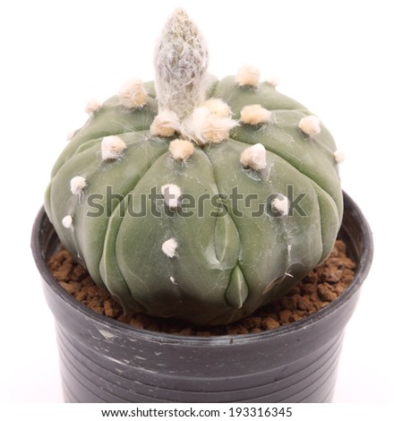 Cactus Isolated On White Background 