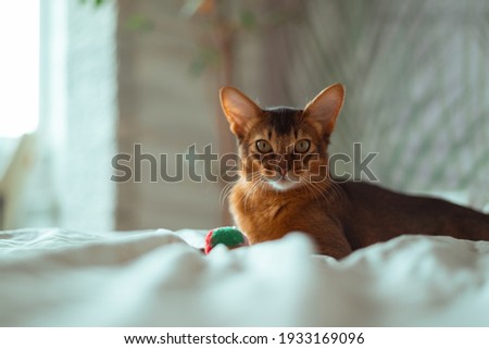 Beautiful red somali cat kitten lying on the bed at home. Beautiful pets domestic animals
