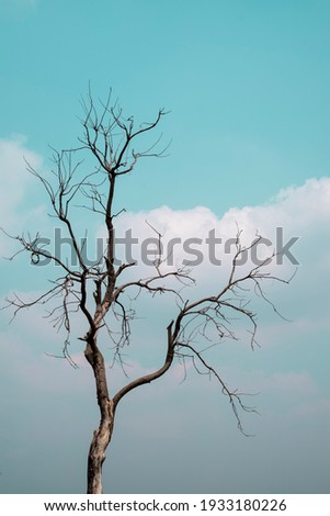 Old decaying leafless dead oak tree silhouette standing on a sunny winters day in blue sky.
