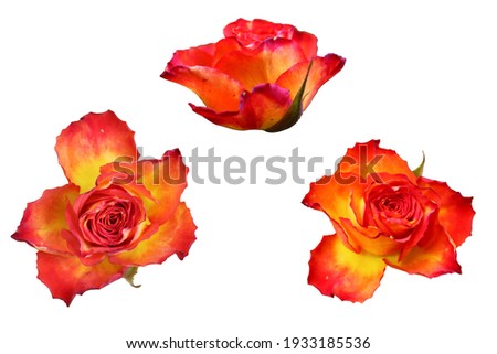 
Orange roses isolated on white background
