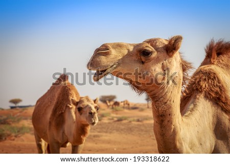 Camels in Arabia, wildlife Royalty-Free Stock Photo #193318622