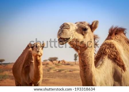 Camels in Arabia, wildlife Royalty-Free Stock Photo #193318634