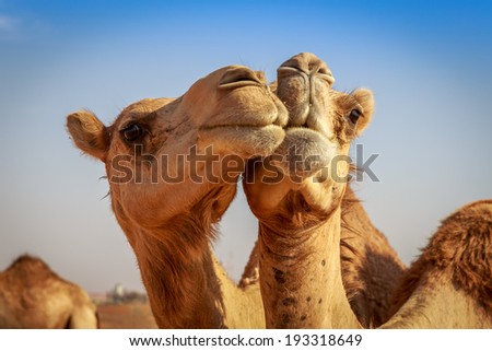 Camels in Arabia, wildlife Royalty-Free Stock Photo #193318649