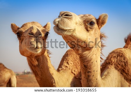 Camels in Arabia, wildlife Royalty-Free Stock Photo #193318655