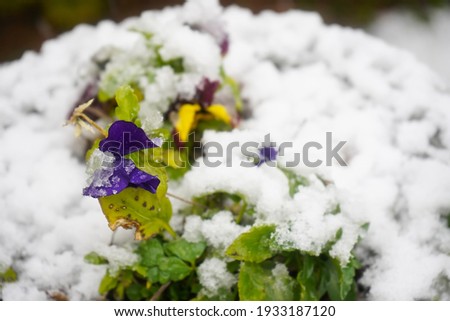 Pansies covered with snow. Photo during the day.