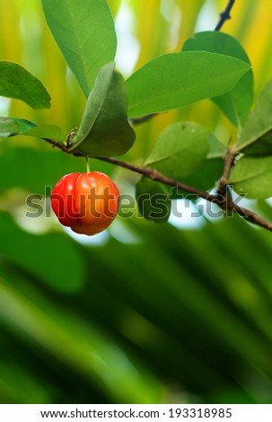 natural red fresh organic home plant cherry on it's tree under natural sunlight with outdoor green bokeh background 