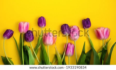Pink and purple tulips lie in a row on a yellow festive background. Congratulatory background, postcard. Festive poster. Women's Day.