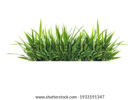 Isolated green grass on a white background                               Royalty-Free Stock Photo #1933191347