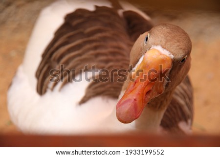 Goose (close up) without editing - 2