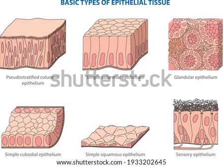 TYPES-OF-EPITHELIAL-TISSUE Stock Vector Images - Avopix.com