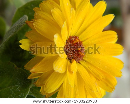 yellow sunflower daisy flower picture