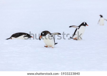 Focus on an active scurrying gentoo penguin (Pygoscelis papua) with head down amongst an adorable group of gentoo penguins, performing penguin antics, slip sliding in the white snow of Antarctica