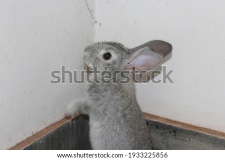 Beautiful Grey Little Rabbit images 