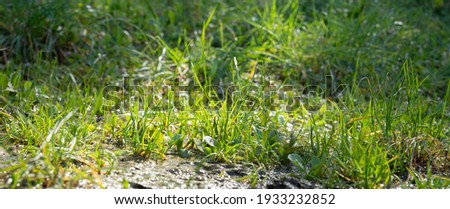 In Istanbul, on a sunny spring day, in the city park, wet green grass under sunlight. selective Focus