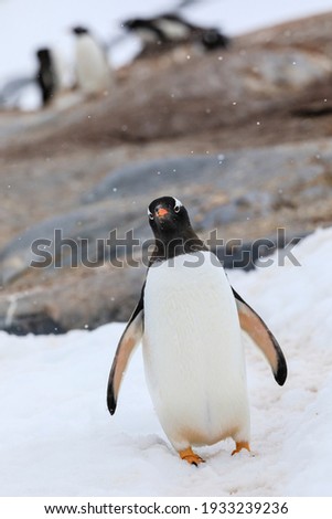 Closeup portrait with focus on an amusing Antarctic gentoo penguin (Pygoscelis papua) in Antarctica looking at the camera head on in snowfall with a colony of gentoo penguins in the blurred background